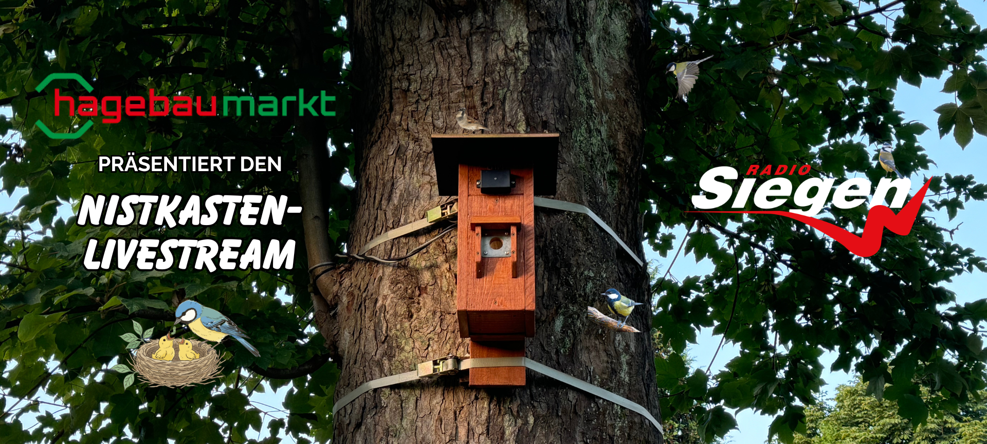 Nistkasten-Livestream von Radio Siegen