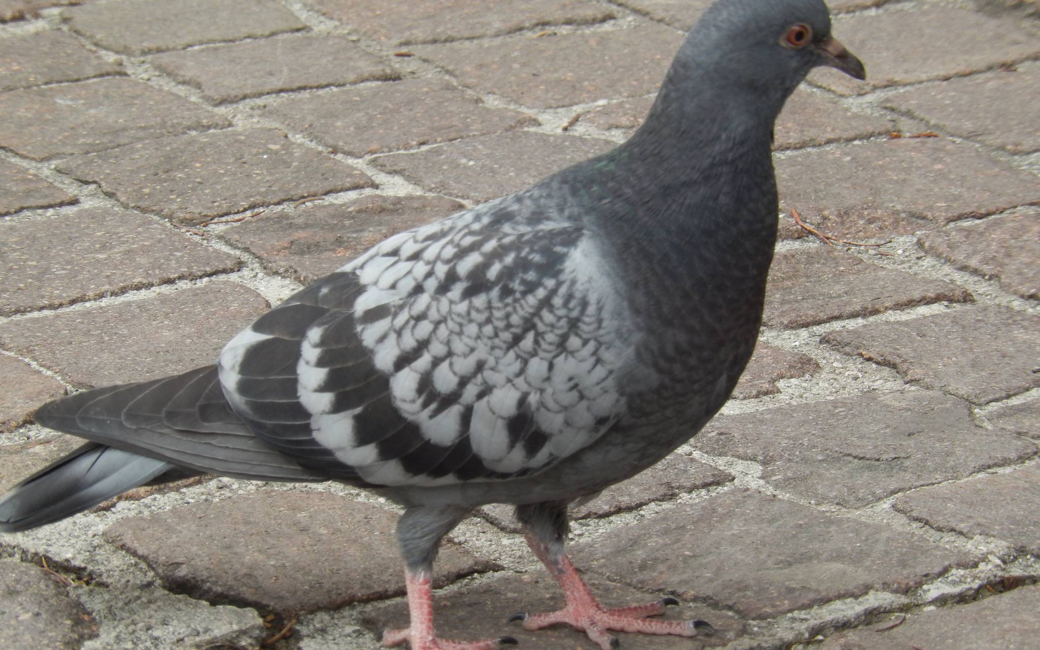 Tauben in Siegen bitte nicht füttern