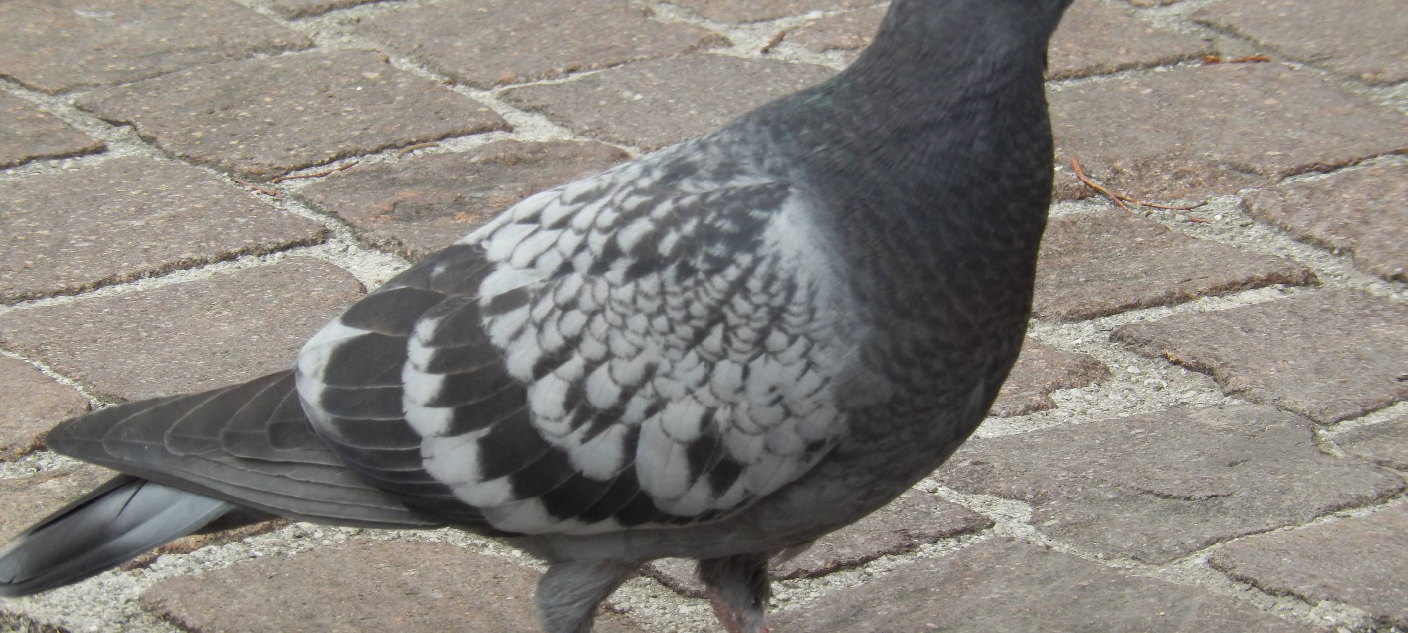 Stadttauben in Siegen