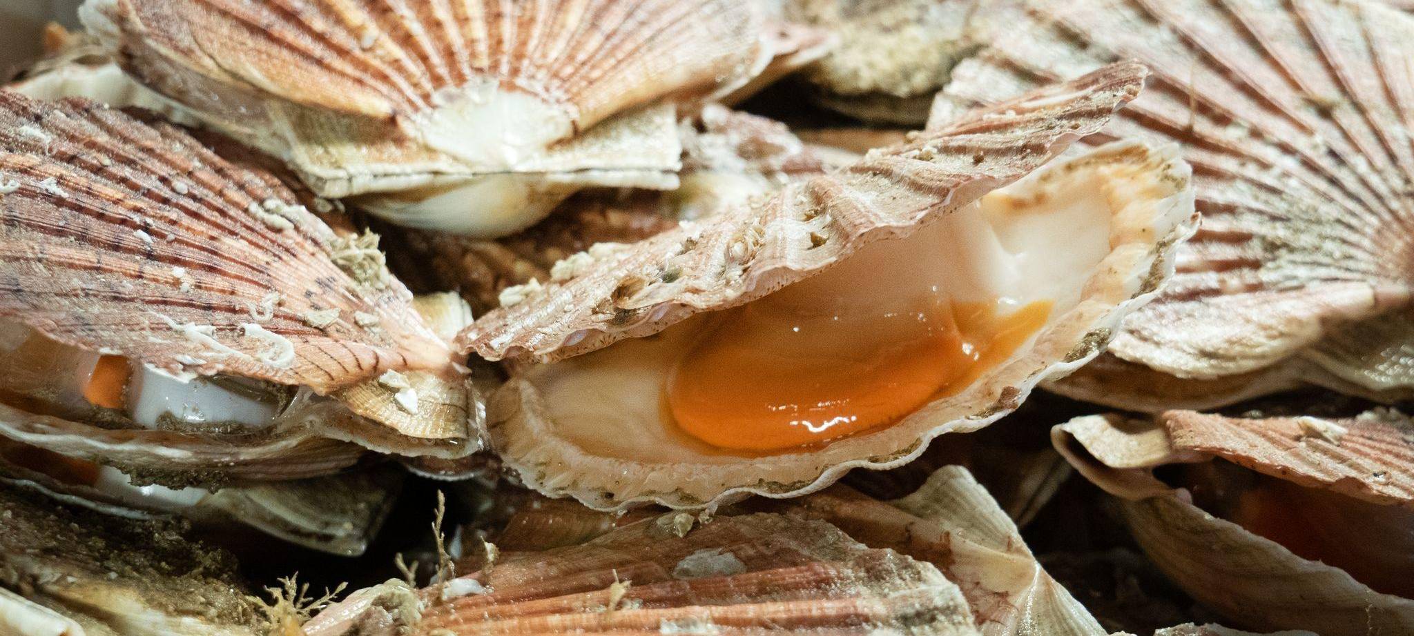 Nuss und Rogen frisch gefangener Jakobsuscheln in Port-en-Bessin