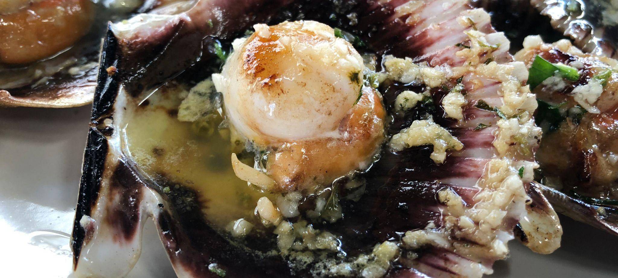 In der Schale servierte Jakobsmuschel