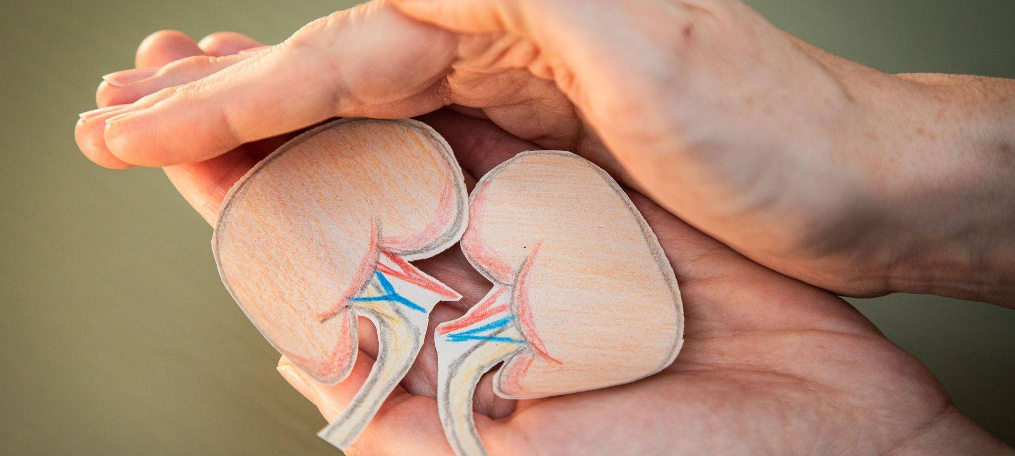 Eine Frau hält Nieren aus Papier in den Händen