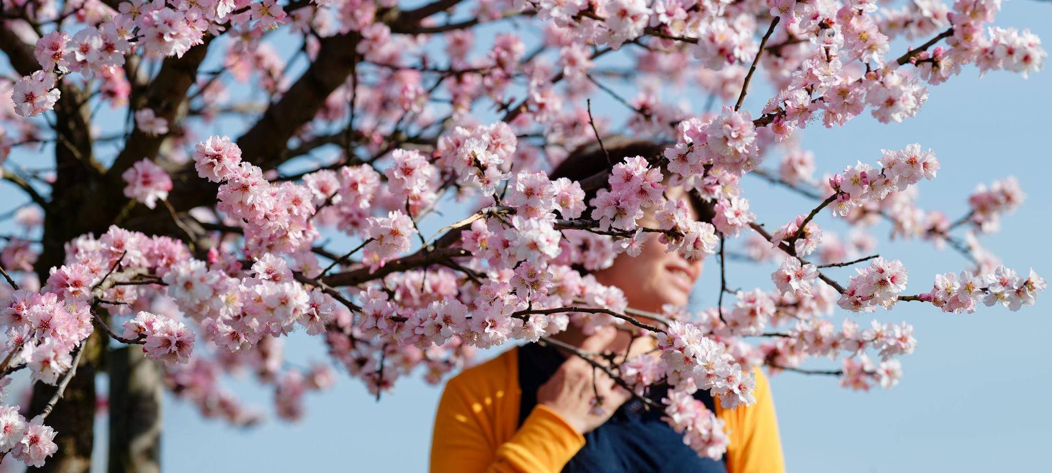 Eine Frau steht zwischen Blüten eines Mandelbaums