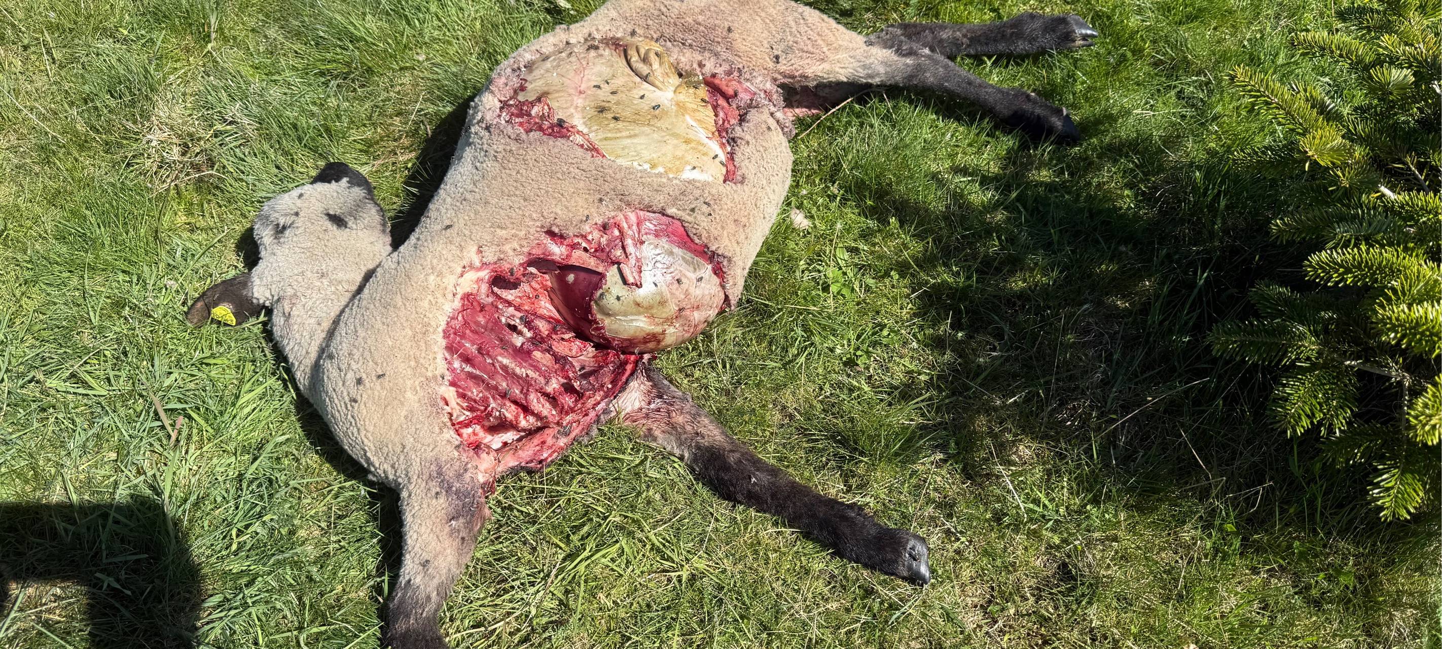 Zwölf tote Schafe in Schönau