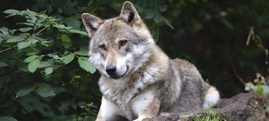 Olpe denkt über Abschuss von Wolf nach