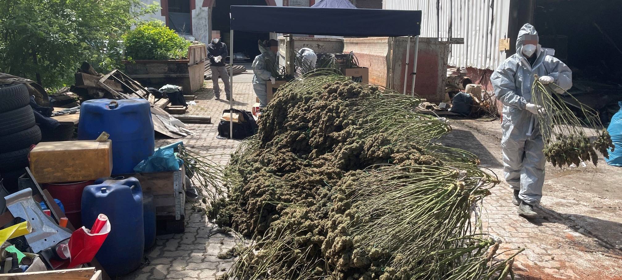 Sammlung der getrockneten Pflanzen aus der Cannabisplantage