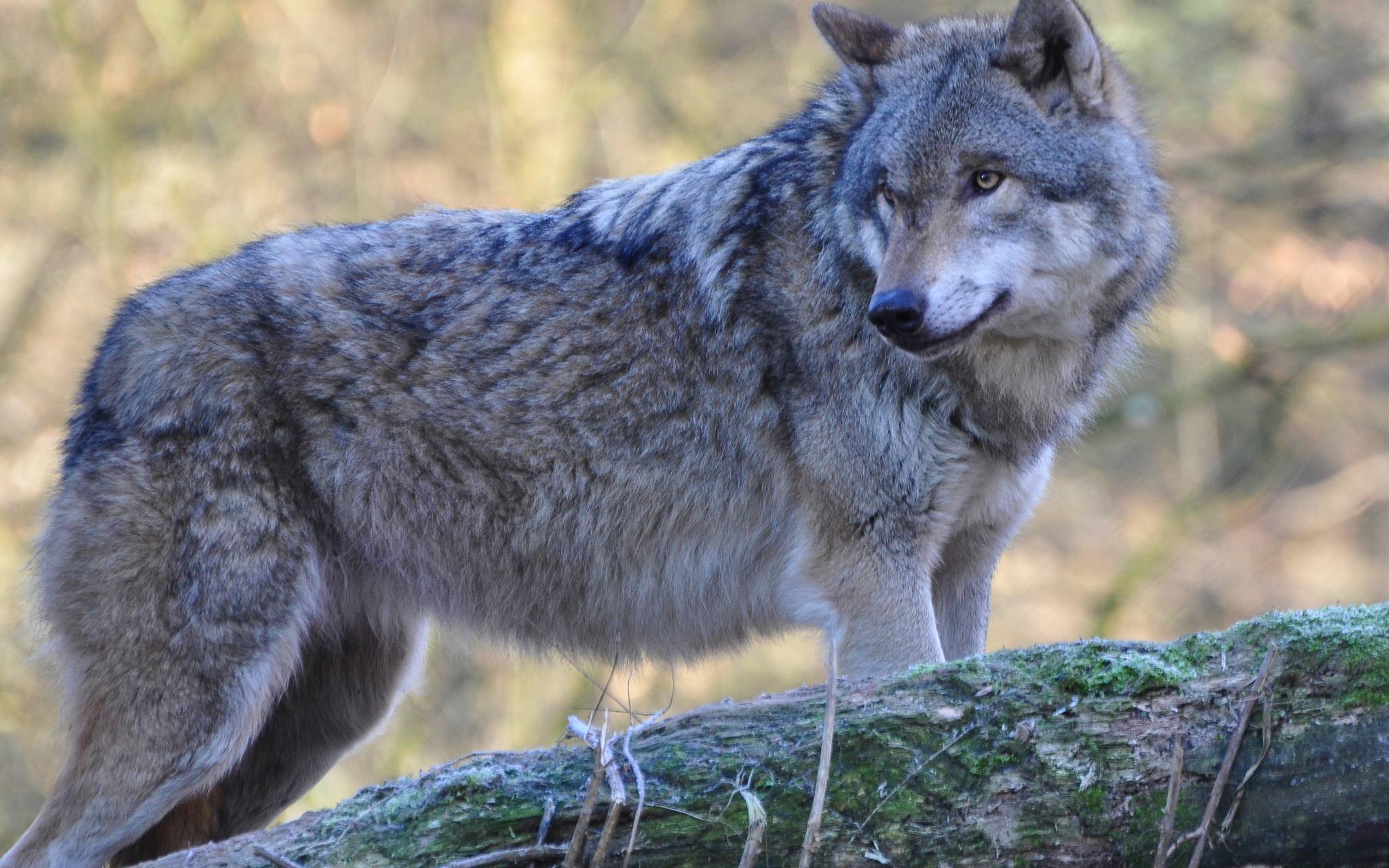 Vorerst kein Abschuss von Wolf "Milan"