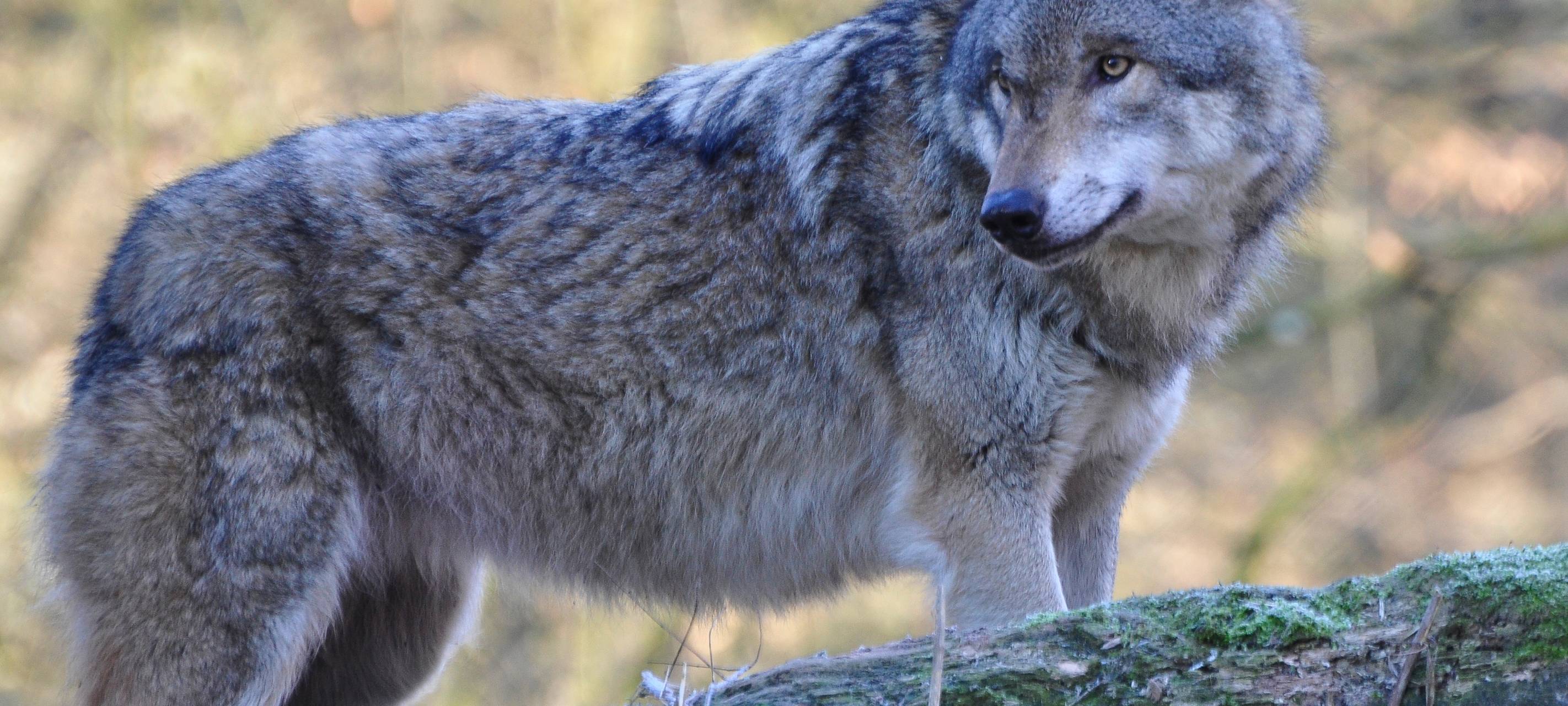 Vorerst kein Abschuss von Wolf "Milan"
