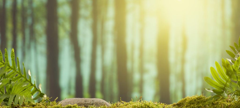 Fragen zu möglichem Nationalpark stellen