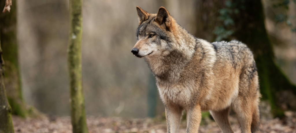 Büdenbender: Wolf darf künftig bejagt werden