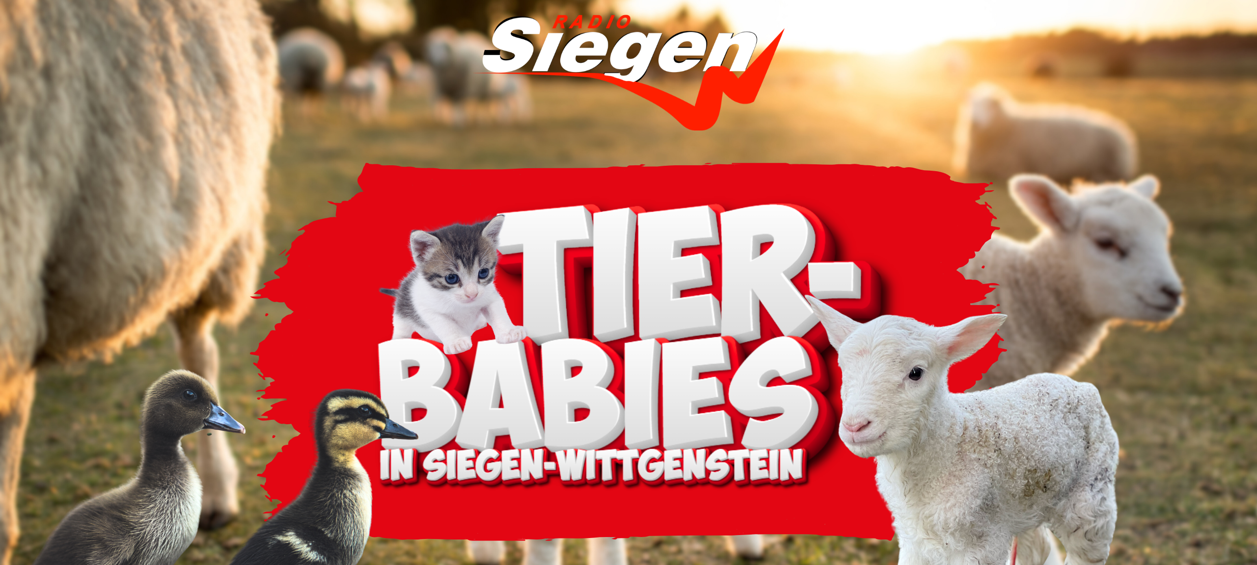Coverbild von Tierbabies in Siegen Wittgenstein