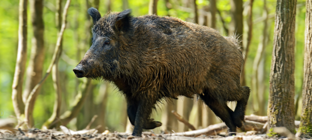 200 Euro Kopfgeld auf Wildschweine